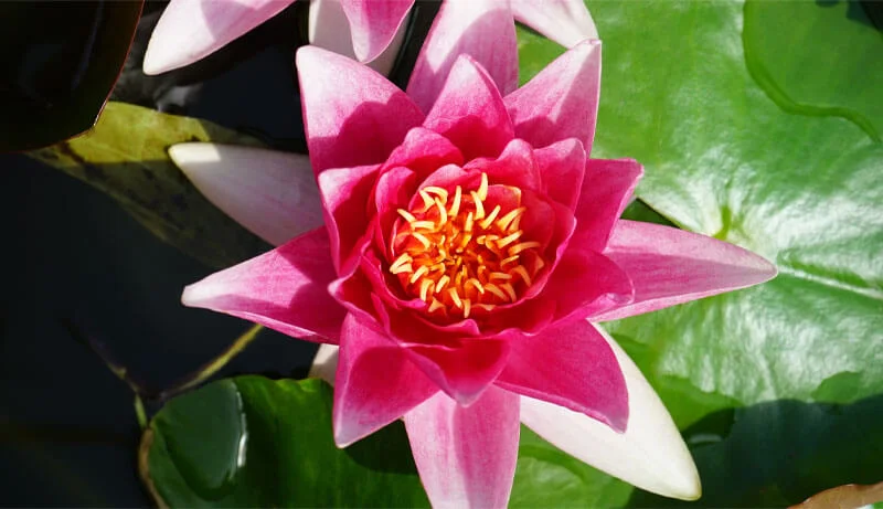 Raja Yoga, una experiencia vital